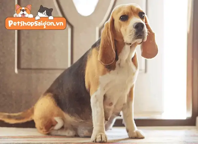 Năm Chó Đẻ Mấy Lứa?