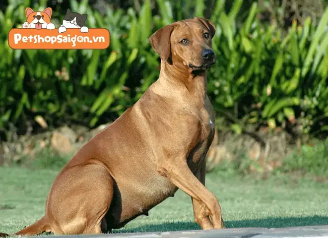 Những Điều Cần Biết Khi Chó Mang Thai Những Điều Cần Biết Khi Chó Mang Thai