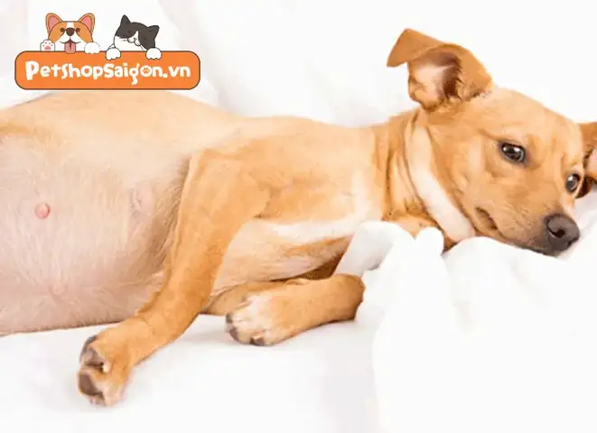 Chu Kỳ Sinh Sản Của Chó Chu Kỳ Sinh Sản Của Chó