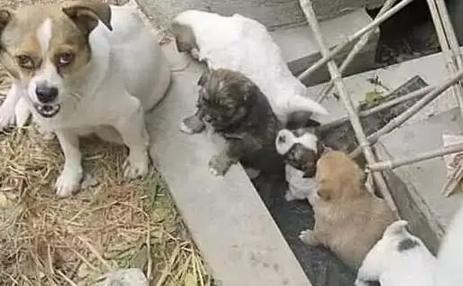 Chó Đã Trở Thành Vật Nuôi Rất Thân Thiết, Quen Thuộc Ở Cả Thành Thị Và Nông Thôn. Chúng Được Mọi Người Dắt Đi Dạo Trên Các Con Đường, Ngõ Hẻm Và Cả Các Khu Vui Chơi Công Cộng. Hôm Nay Chúng Ta Sẽ Tìm Hiểu Thêm Về Những Điều Thú Vị Xung Quanh Loài Thú Cưng Này Nhé.