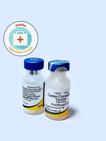 Bệnh Của Chó Là Gì? Những Căn Bệnh Phổ Biến Và Cách Phòng Tránh