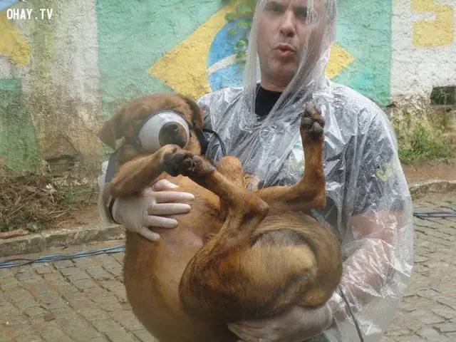 10 Câu Chuyện Về Những Chú Chó Trung Thành Tới Chết