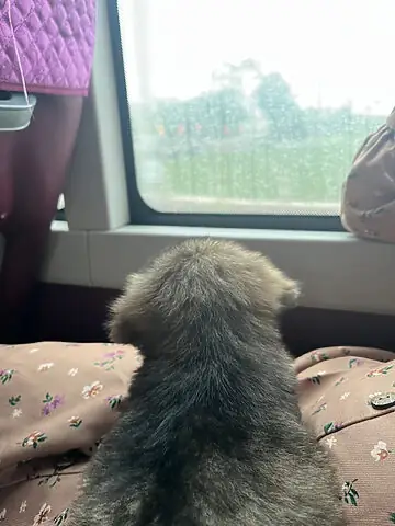 So Sánh Giá Chó Cảnh Giữa Các Vùng Miền Tại Việt Nam