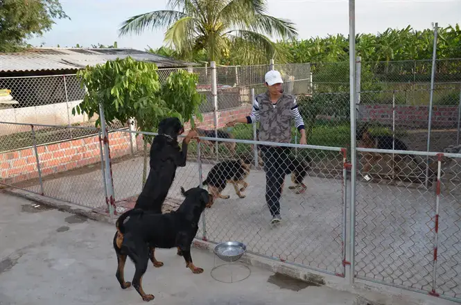 Những Biện Pháp “phòng Thủ” Hiệu Quả Trước Hành Vi Cắn Phá Của Chó