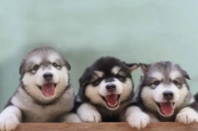 Chó Alaskacon, Với Bộ Lông Mềm Mại Và Đôi Mắt Ngây Thơ, Luôn Là Lựa Chọn Tuyệt Vời Cho Những Ai Yêu Thích Những Chú Chó Đáng Yêu. Đặc Biệt, Khi Chúng Còn Là Chó Con, Những Khoảnh Khắc Dễ Thương Của Chúng Có Thể Khiến Bất Kỳ Ai Cũng Phải Xiêu Lòng. Trong Bài Viết Này, Bạn Sẽ Được Chiêm Ngưỡng Nhữngảnh Chó Alaska Con, Những Bức Ảnh Khiến Trái Tim Bạn Tan Chảy. Bên Cạnh Đó, Nếu Bạn Đang Tìm Kiếmảnh Chó Con, Ảnh Chó Đang Bán, Hãy Tiếp Tục Đọc Để Khám Phá Thêm Nhiều Bức Ảnh Đẹp Mắt Và Đầy Hấp Dẫn Về Giống Chó Alaska Này.