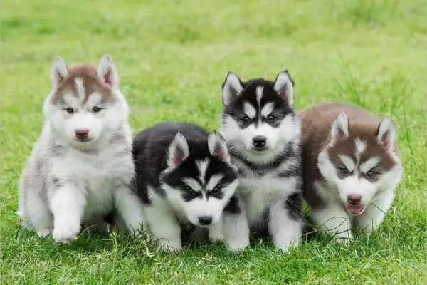 Top Những Bức Ảnh Chó Alaska Con Đáng Yêu Nhất