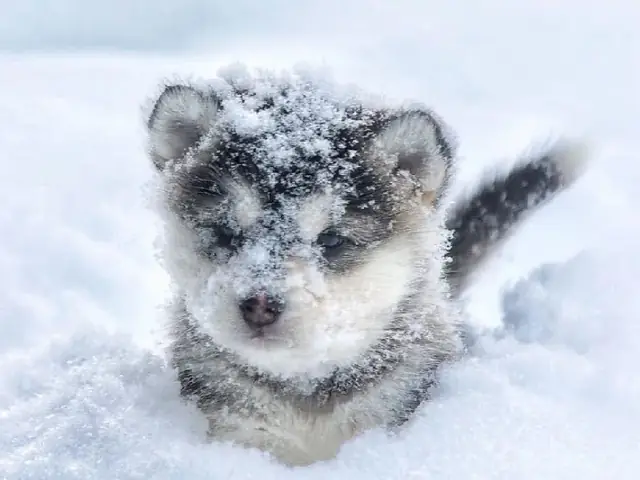 Top Những Bức Ảnh Chó Alaska Con Đáng Yêu Nhất