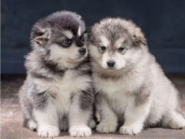 Top Những Bức Ảnh Chó Alaska Con Đáng Yêu Nhất