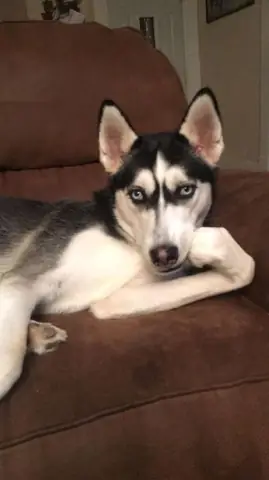 Các Giống Chó Thường Xuất Hiện Trong Ảnh Chó Vui Nhộn