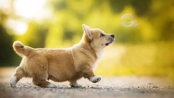 Những Hình Ảnh Con Chó Béo Mũm Mĩm Dễ Thương