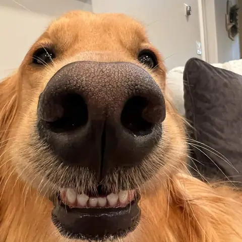 Ảnh Con Chó Nhe Răng