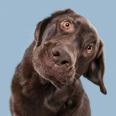 Hình Nền Con Chó Hài Hước