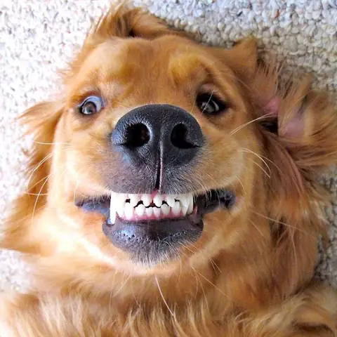Ảnh Con Chó Nhe Răng