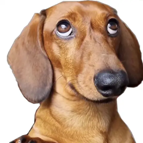 Hình Nền Con Chó Hài Hước