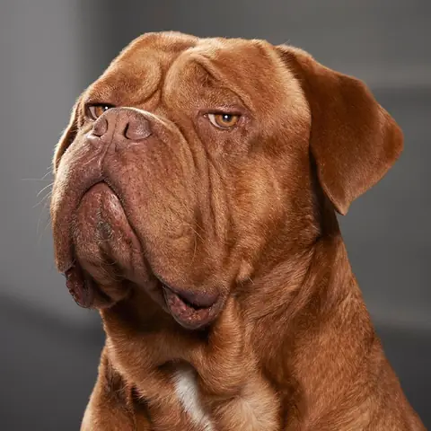 Hình Nền Con Chó Hài Hước