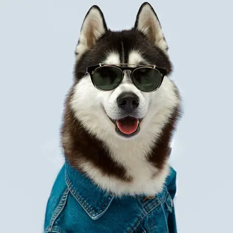 Hình Ảnh Con Chó Cool Ngầu