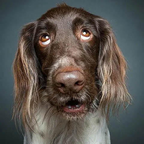 Hình Nền Con Chó Hài Hước