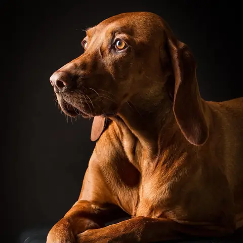 Hình Ảnh Con Chó Cool Ngầu