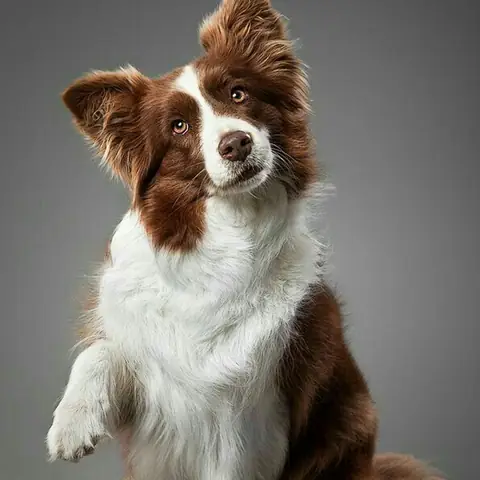 Ảnh Con Chó Giơ Tay