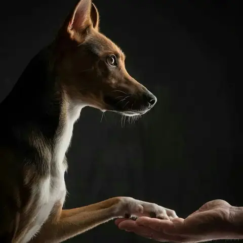 Ảnh Con Chó Giơ Tay