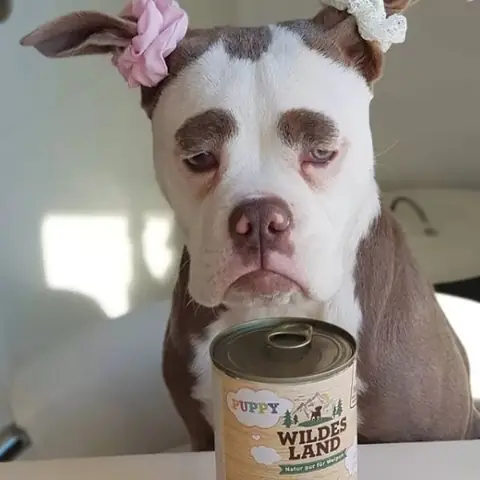 Hình Nền Con Chó Hài Hước