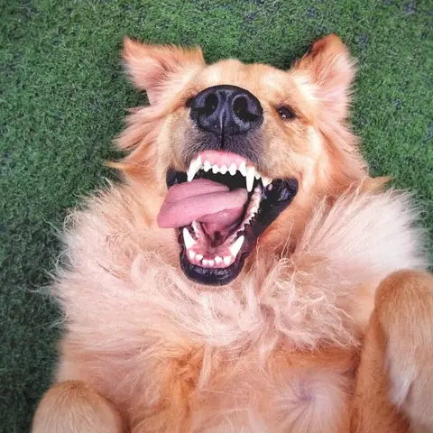 Ảnh Con Chó Nhe Răng