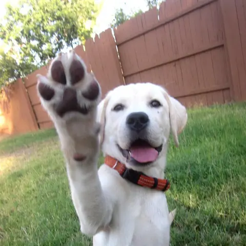 Ảnh Con Chó Giơ Tay