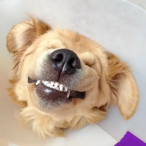 Ảnh Con Chó Nhe Răng