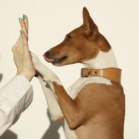 Ảnh Con Chó Giơ Tay