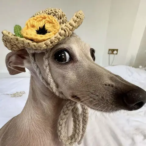 Hình Nền Con Chó Hài Hước