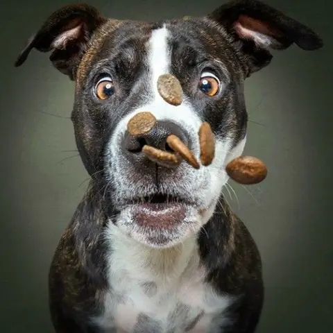 Hình Nền Con Chó Hài Hước