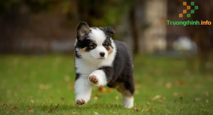 Hình Ảnh Chó Con Siêu Cute, Dễ Thương