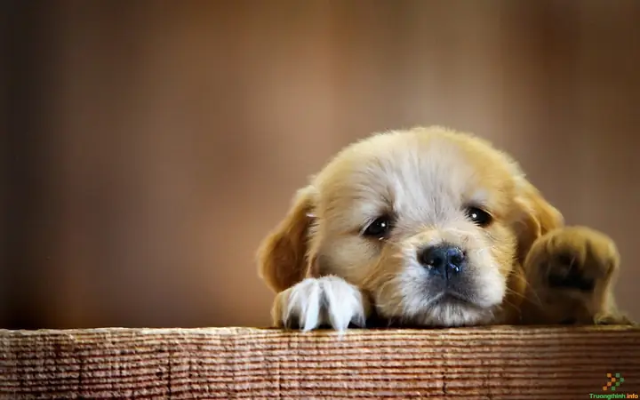 Hình Nền Chó Con Dễ Thương Cho Pc, Điện Thoại