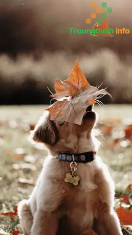 Hình Nền Chó Con Dễ Thương Cho Pc, Điện Thoại