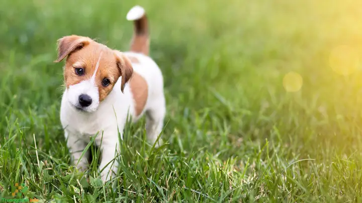 Hình Ảnh Chó Con Siêu Cute, Dễ Thương