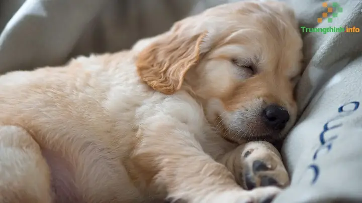 Hình Ảnh Chó Con Siêu Cute, Dễ Thương