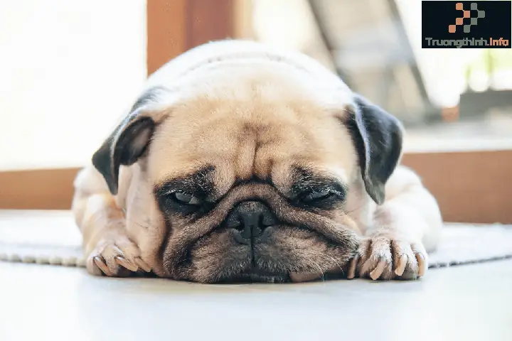 Hình Ảnh Chó Con Siêu Cute, Dễ Thương