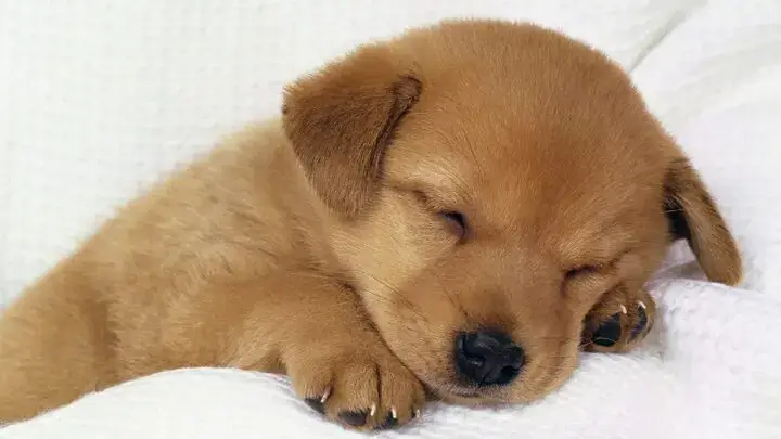 Khoa Học Đằng Sau Giấc Ngủ Của Chó Con: Tại Sao Chúng Ngủ Nhiều Đến Vậy?
