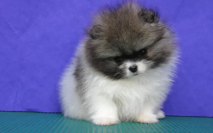 Chó Pomeranian Con: Cục Bông Nhỏ Xinh Đốn Tim Mọi Ánh Nhìn