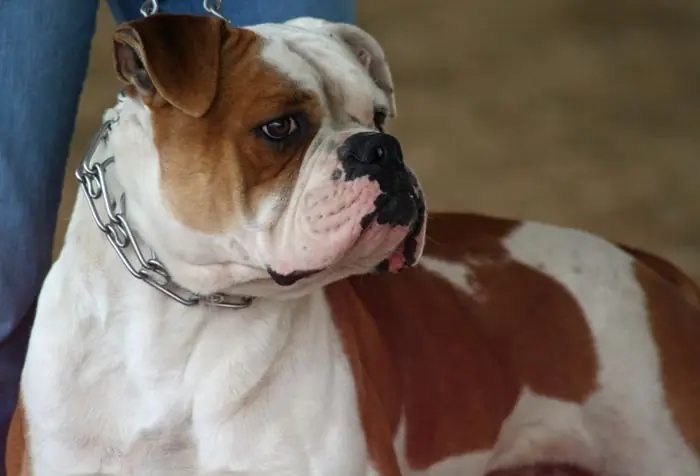 Ảnh Chó Mặt Xệ Dễ Thương Ảnh Chó Mặt Xệ Dễ Thương