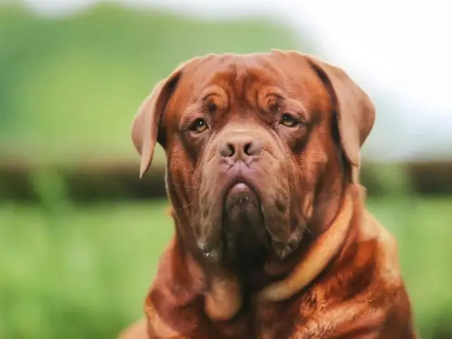 Ảnh Chó Mặt Xệ Dễ Thương Ảnh Chó Mặt Xệ Dễ Thương