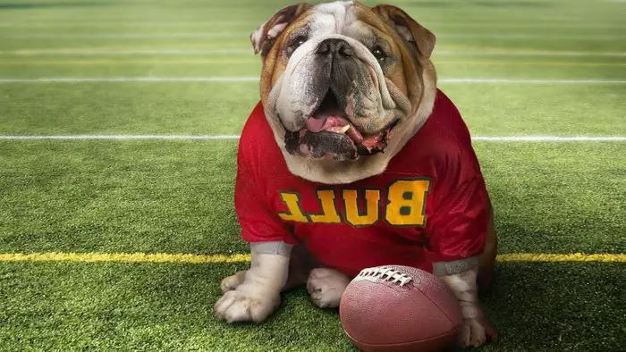 Ảnh Chó Mặt Xệ Dễ Thương Ảnh Chó Mặt Xệ Dễ Thương