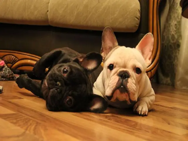 Ảnh Chó Mặt Xệ Dễ Thương Ảnh Chó Mặt Xệ Dễ Thương