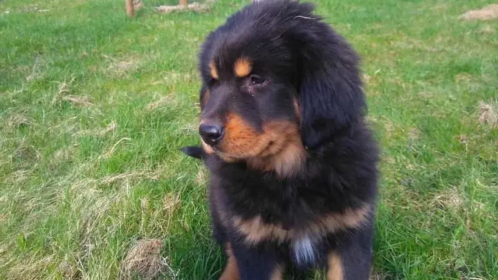 Hình Ảnh Chó Ngao Tây Tạng Dũng Mãnh