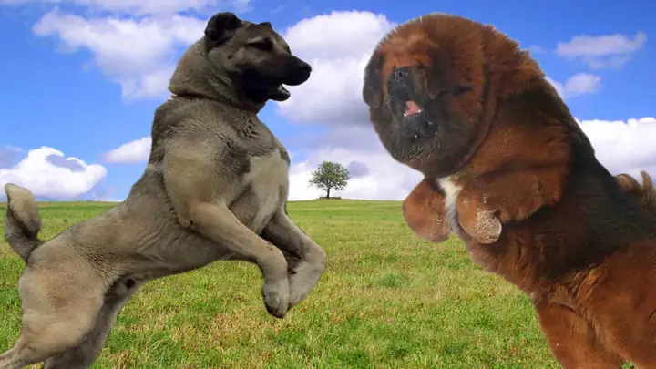 Hình Ảnh Chó Ngao Tây Tạng Dũng Mãnh