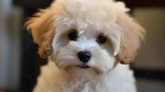 Chó Poodle: Đặc Điểm, Chăm Sóc Và Hành Vi Của Giống Chó Được Yêu Thích Nhất