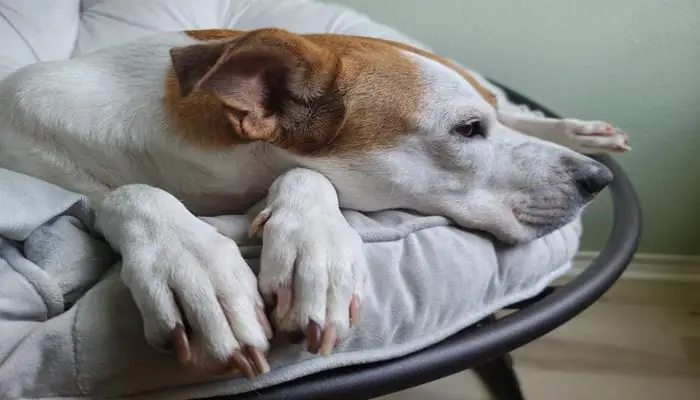 Bộ Sưu Tập +169 Ảnh Chó Ngủ Cute, Chó Cún Ngủ Ngon Hài Hước Đáng Yêu