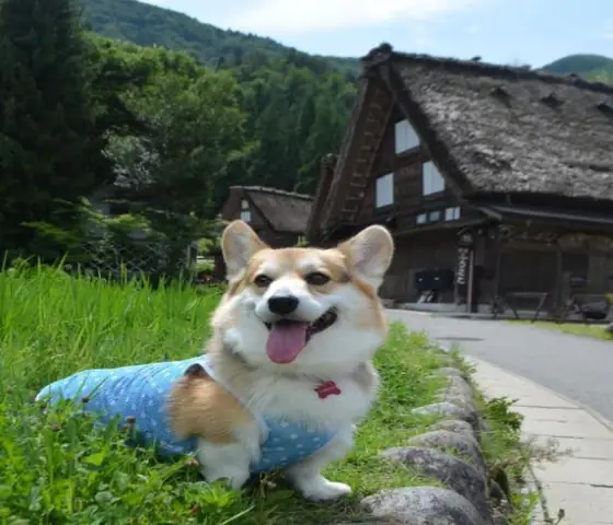 Sưu Tầm +167 Ảnh Chó Corgi Cute Phong Cách Chibi, Hoạt Hình & Meme