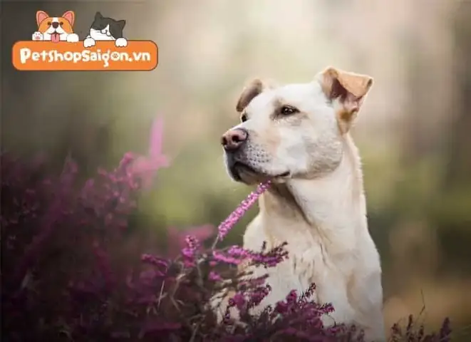 Hình Ảnh Cho Con Chó Hoạt Hình Màu Trắng: