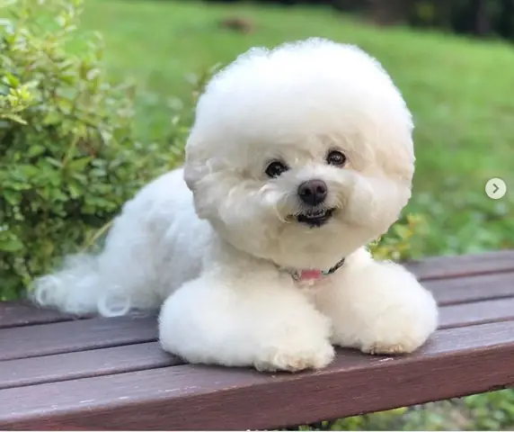 Hình Ảnh Cho Con Chó Hoạt Hình Màu Trắng: